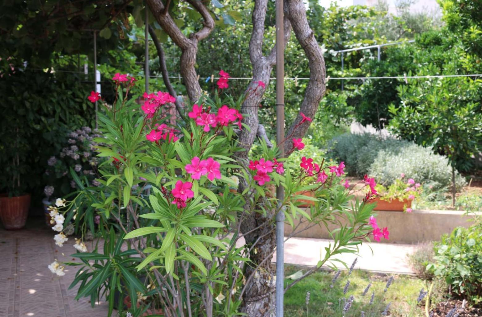 Villa Katarina Losinj Island Mali Losinj Bagian luar foto