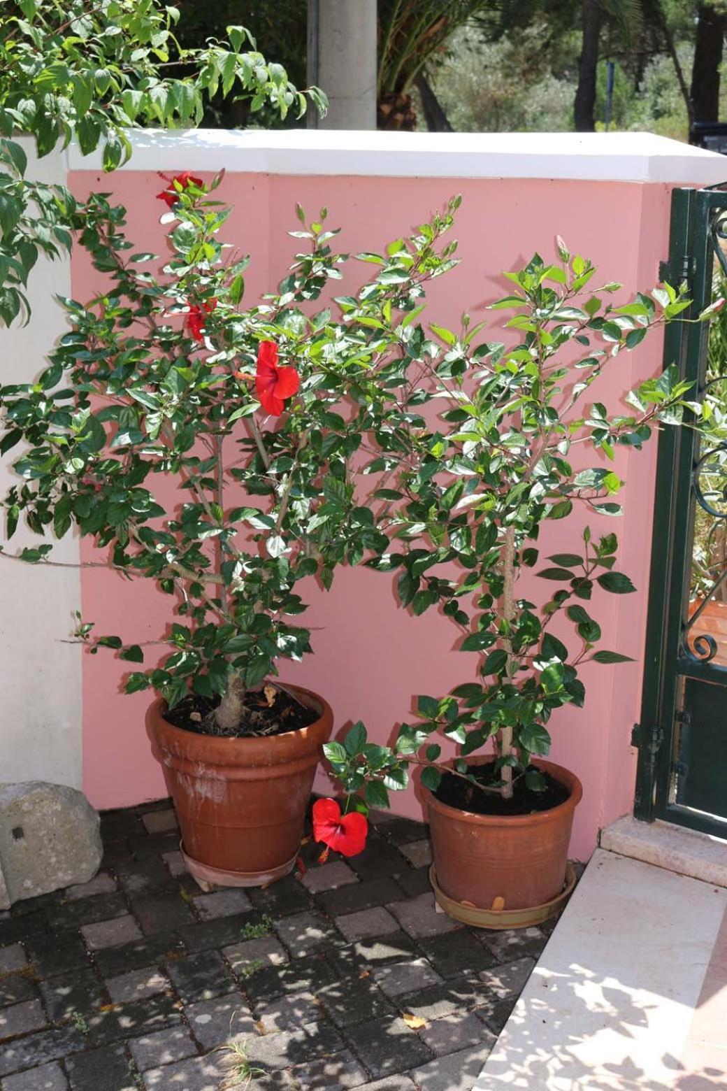 Villa Katarina Losinj Island Mali Losinj Bagian luar foto